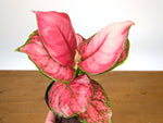 Aglaonema Sweet Candy