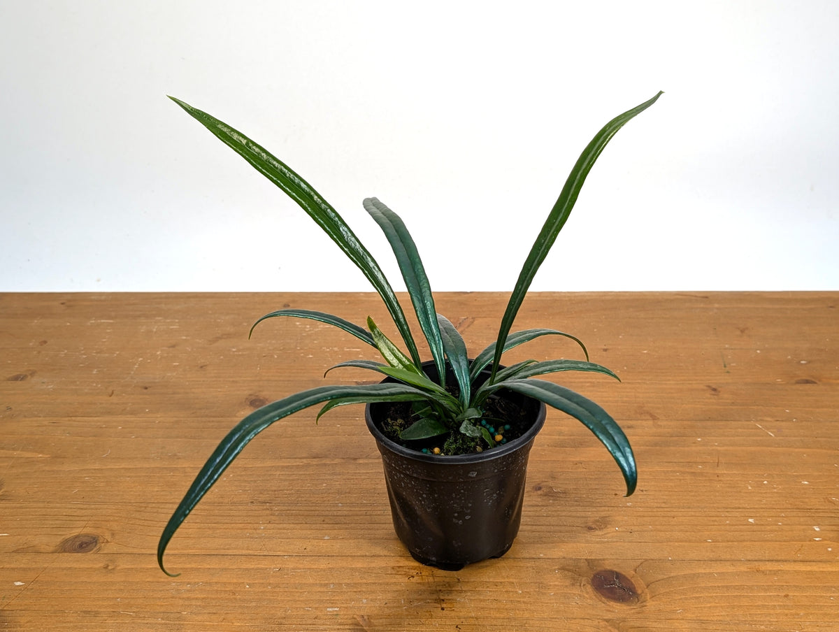 Blue Oil Fern “Microsorum Thailandicum”