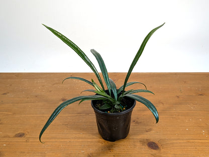 Blue Oil Fern “Microsorum Thailandicum”