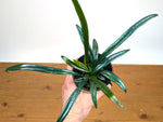 Blue Oil Fern “Microsorum Thailandicum”