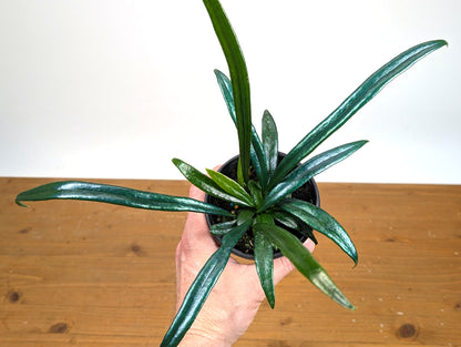 Blue Oil Fern “Microsorum Thailandicum”