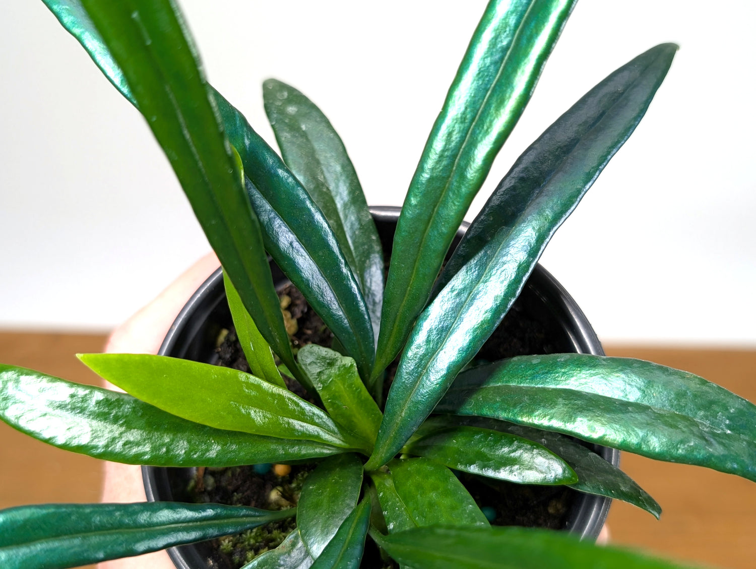 Blue Oil Fern “Microsorum Thailandicum”