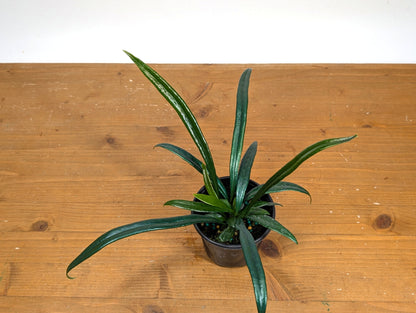Blue Oil Fern “Microsorum Thailandicum”