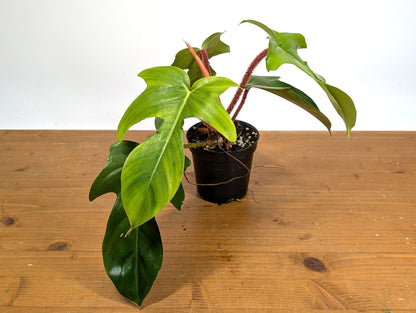 Philodendron Squamiferum