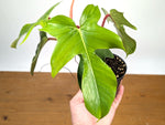 Philodendron Squamiferum