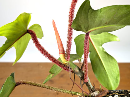 Philodendron Squamiferum