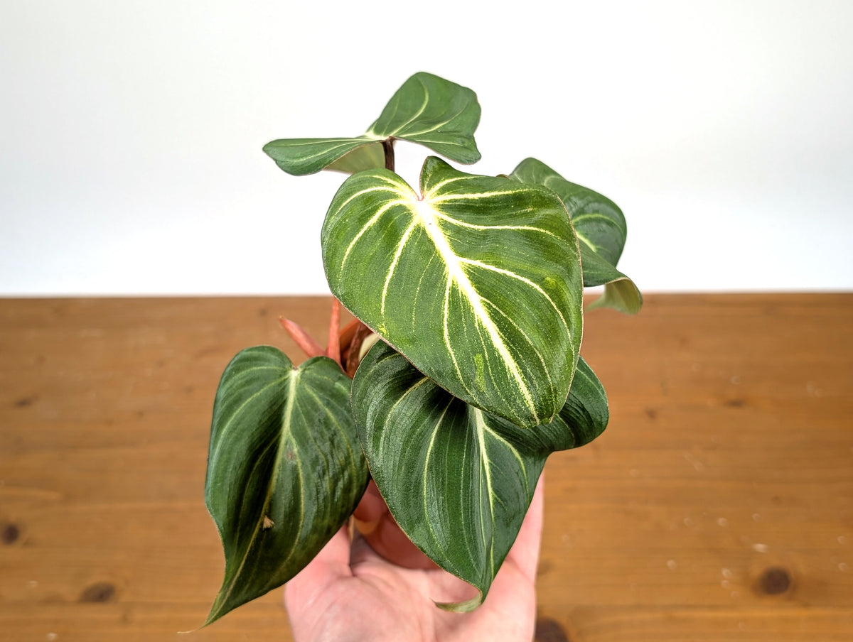 Philodendron Gloriosum 'Zebra'