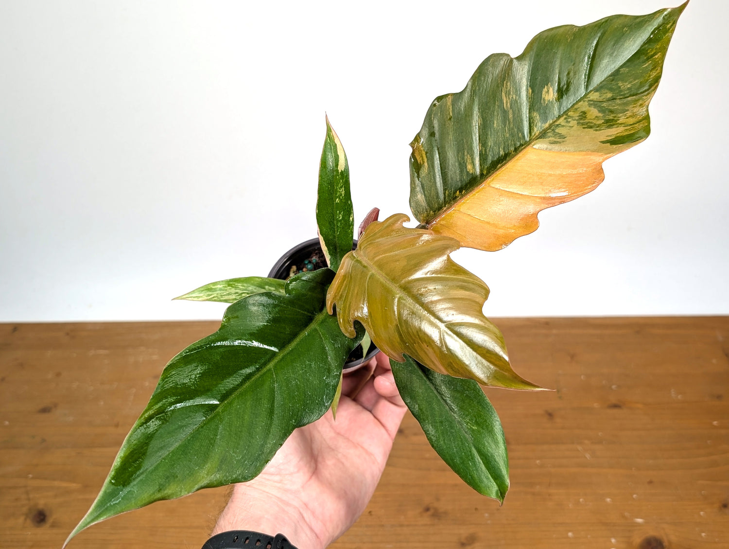 Philodendron Caramel Marble (Exact Plant 