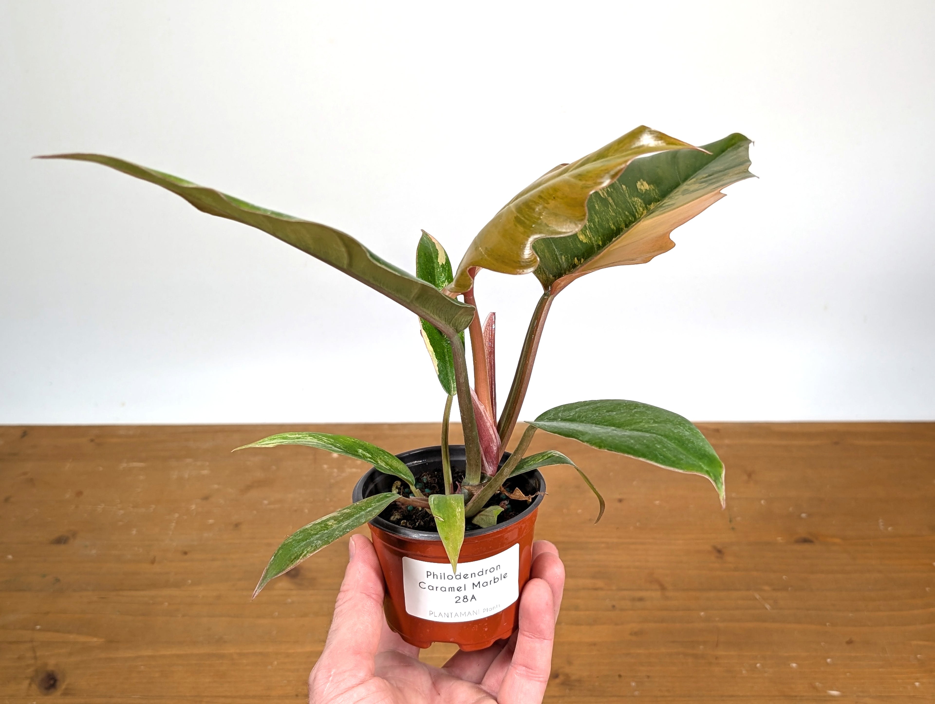 Philodendron Caramel Marble (Exact Plant 