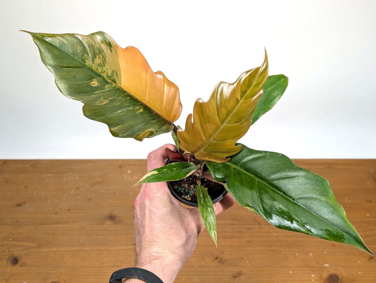 Philodendron Caramel Marble Variegated
