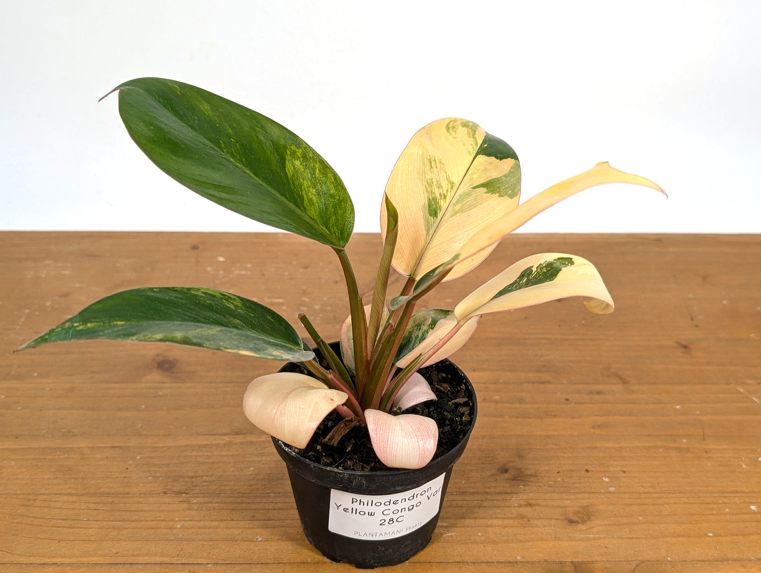 Philodendron Yellow Congo Variegated (Exact Plant 28C)