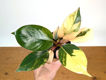 Philodendron Yellow Congo Variegated (Exact Plant 28C)
