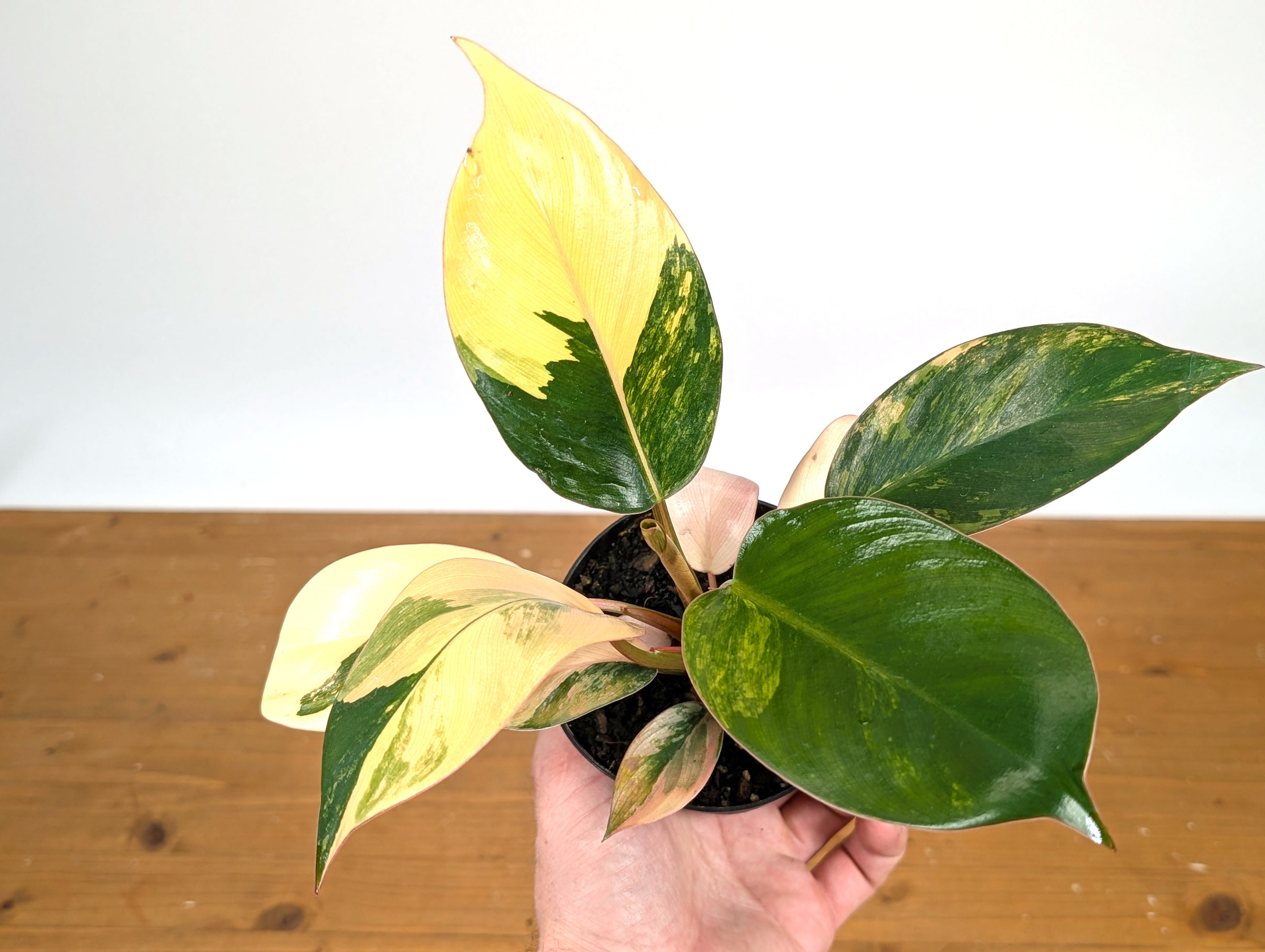 Philodendron Yellow Congo Variegated (Exact Plant 28C)