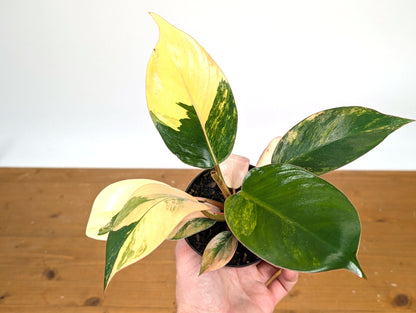 Philodendron Yellow Congo Variegated (Exact Plant 28C)