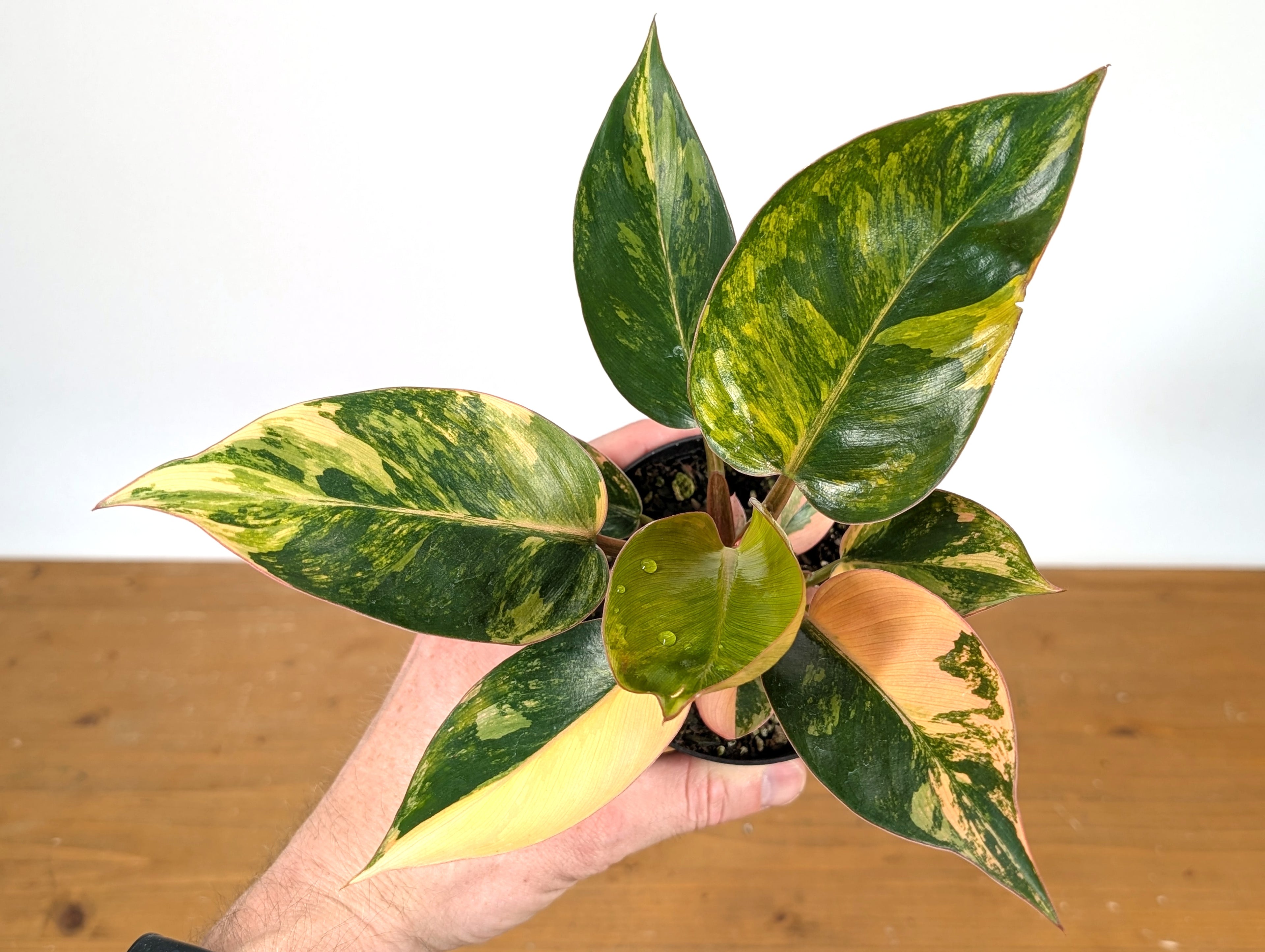 Philodendron Red Congo Variegated - Exact Plant Pictured 28A
