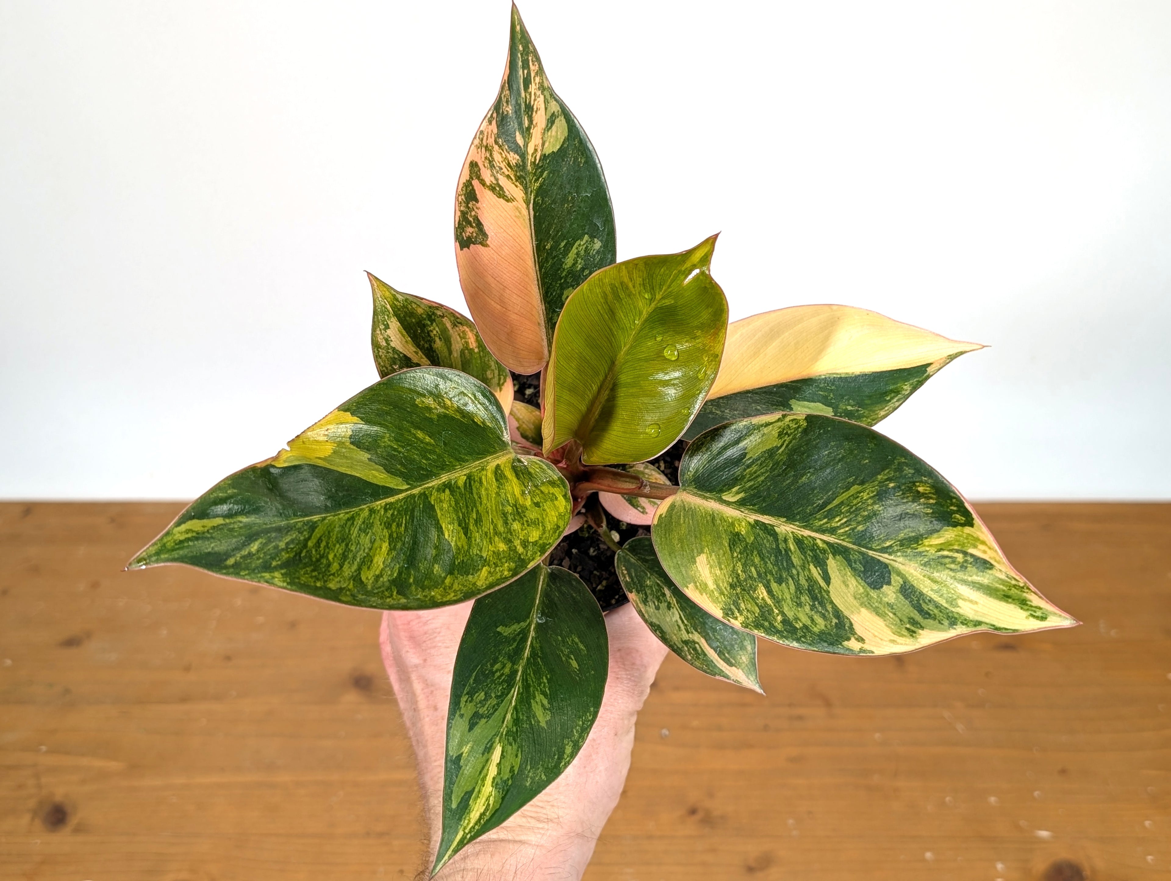 Philodendron Red Congo Variegated - Exact Plant Pictured 28A