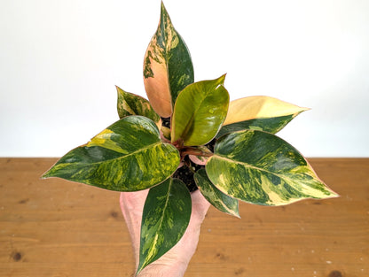 Philodendron Red Congo Variegated - Exact Plant Pictured 28A