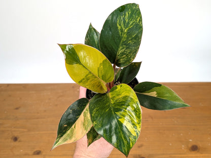 Philodendron Red Congo Variegated - Exact Plant Pictured 28B