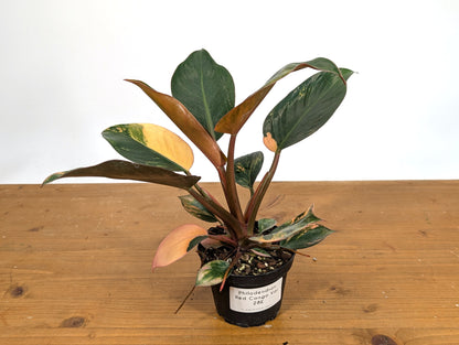 Philodendron Red Congo Variegated - Exact Plant Pictured 28E
