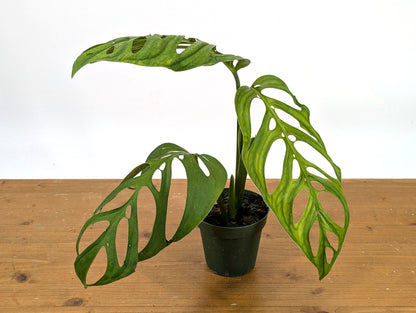 Monstera Esqueleto