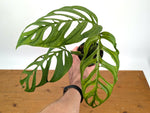Monstera Esqueleto