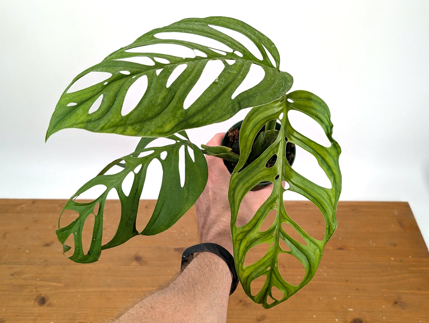 Monstera Esqueleto