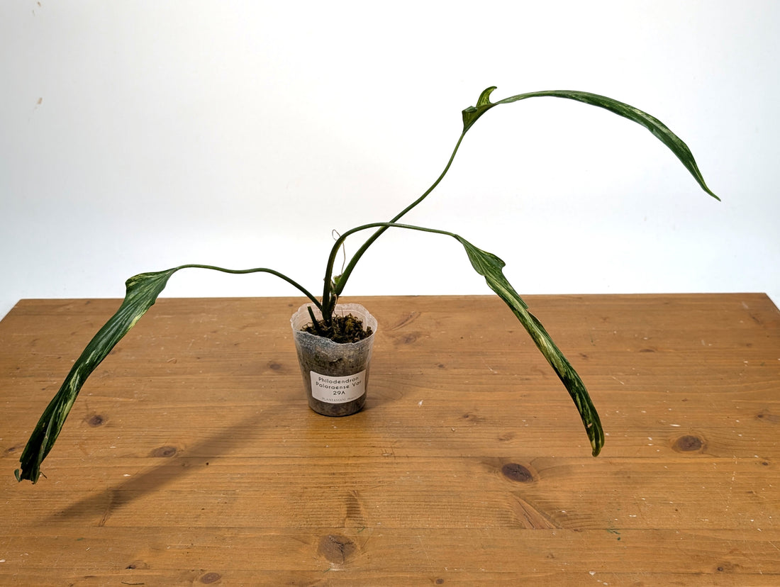 Variegated Philodendron Paloraense - EXACT Plant