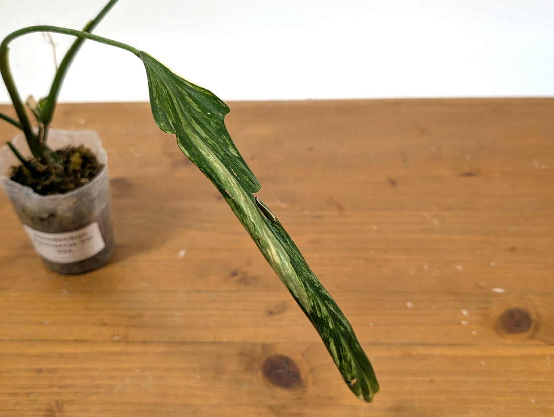 Variegated Philodendron Paloraense - EXACT Plant