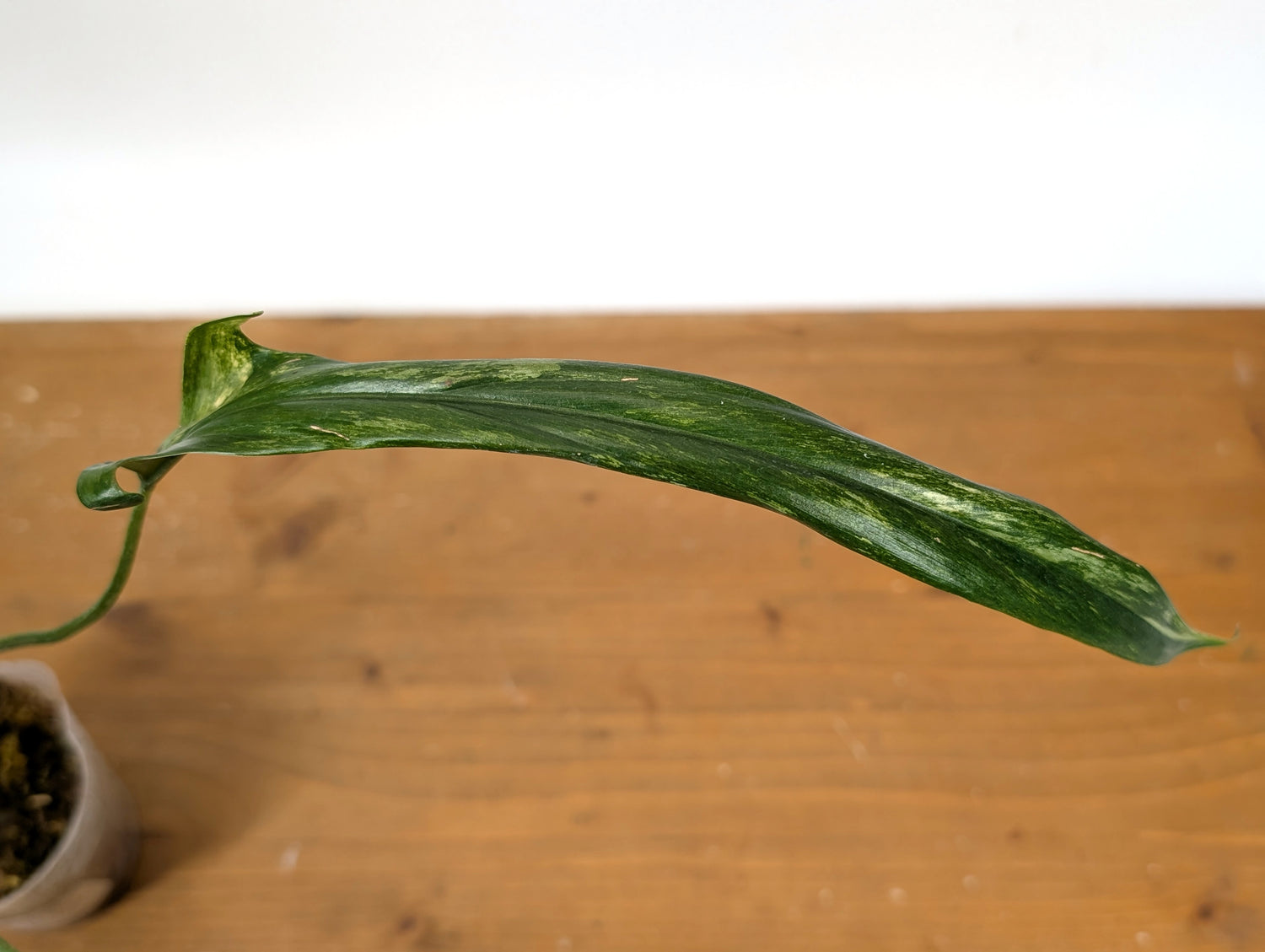 Variegated Philodendron Paloraense - EXACT Plant