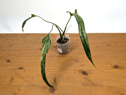 Variegated Philodendron Paloraense - EXACT Plant