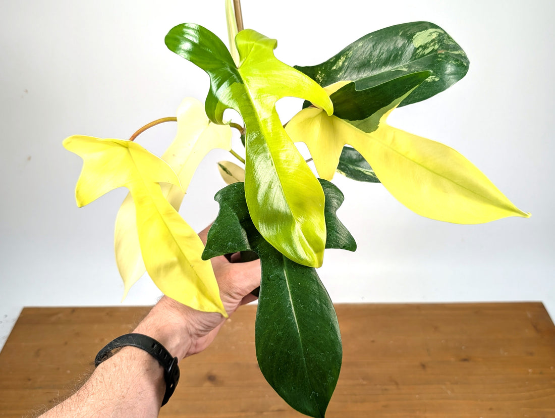 Philodendron Florida Beauty Variegated - Exact Plant Pictured 29D