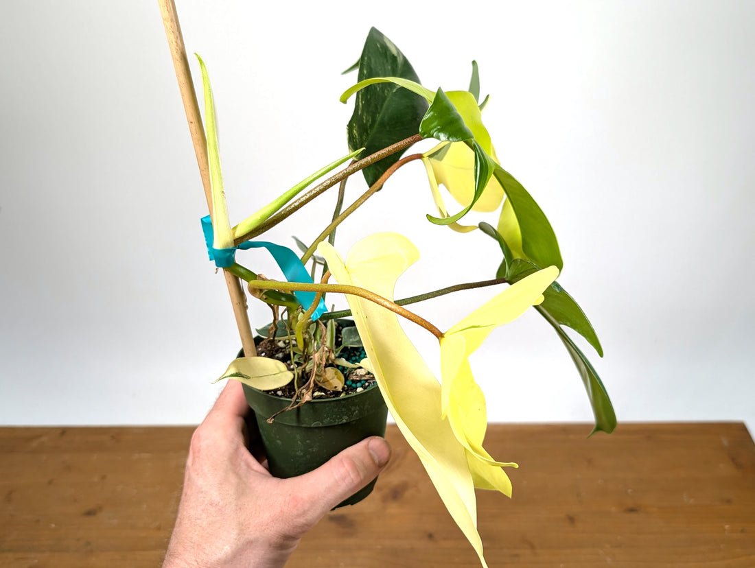 Philodendron Florida Beauty Variegated - Exact Plant Pictured 29D