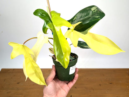 Philodendron Florida Beauty Variegated - Exact Plant Pictured 29D