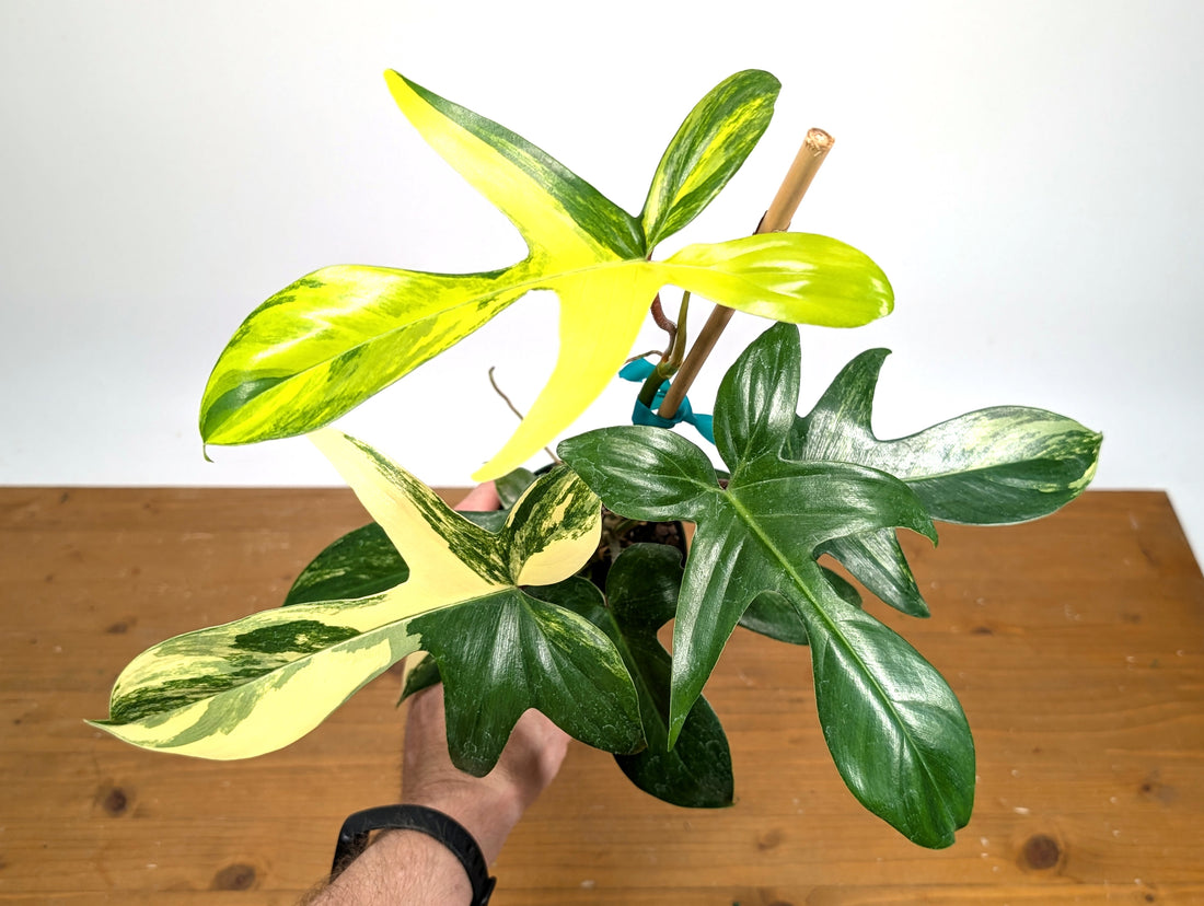 Philodendron Florida Beauty Variegated XL