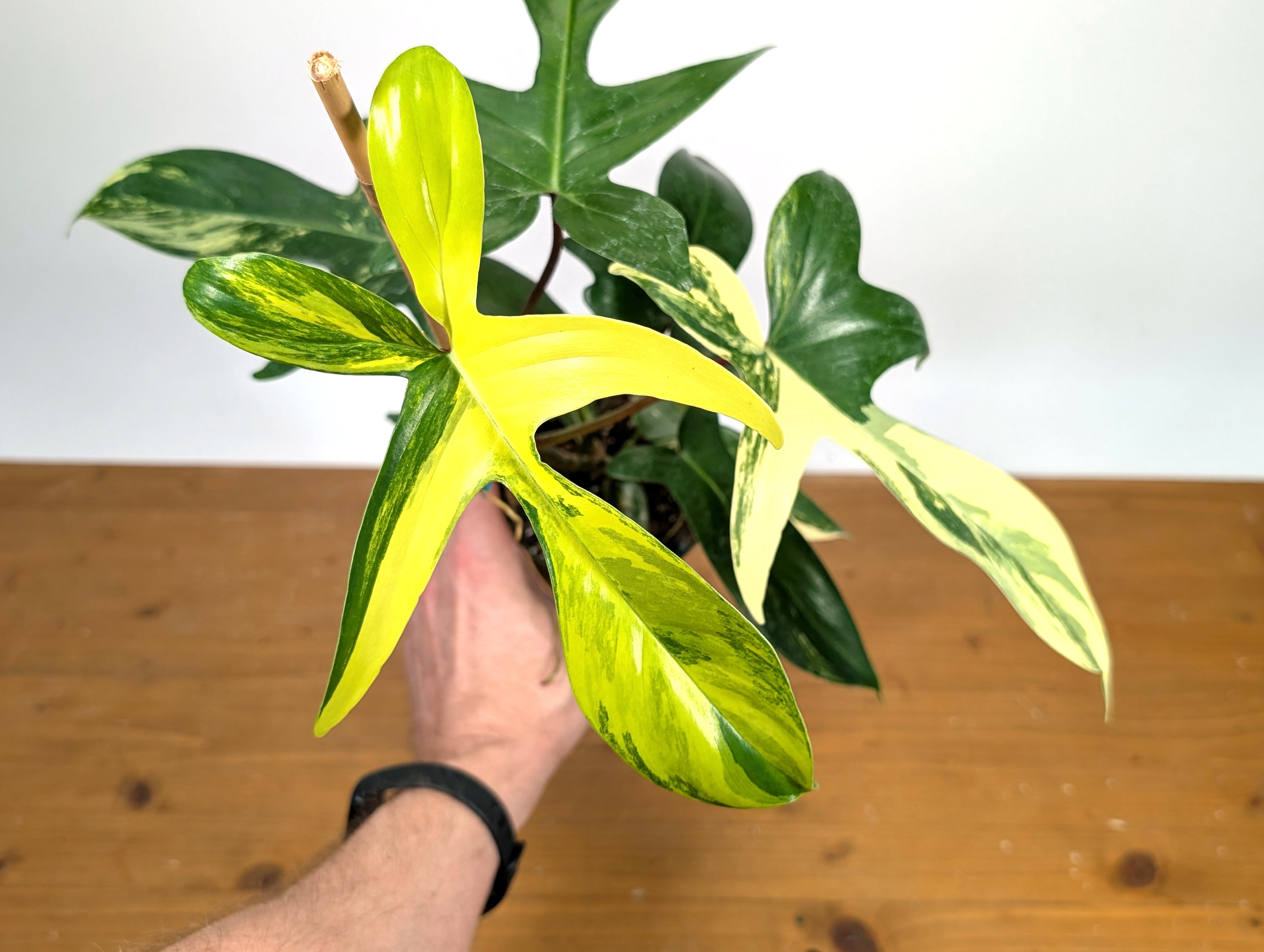 Philodendron Florida Beauty Variegated - Exact Plant Pictured 29E