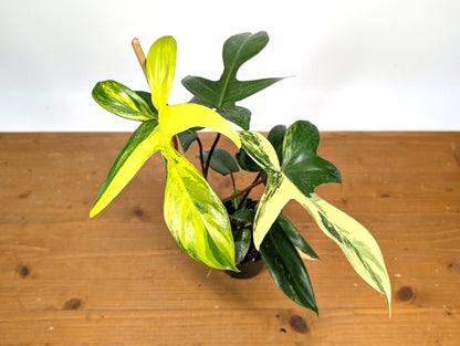 Philodendron Florida Beauty Variegated XL