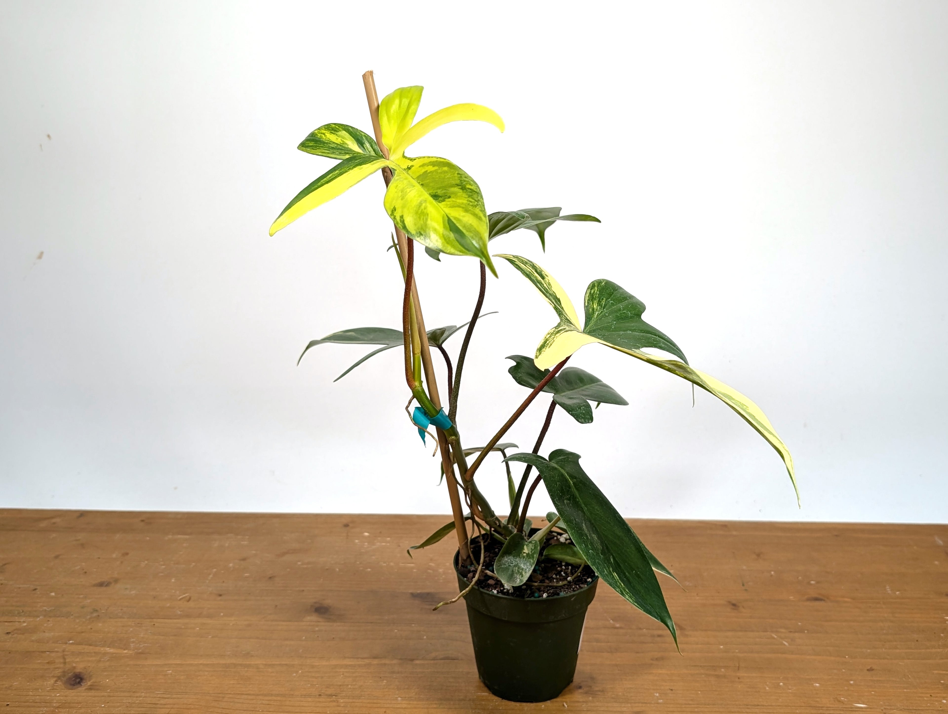 Philodendron Florida Beauty Variegated - Exact Plant Pictured 29E