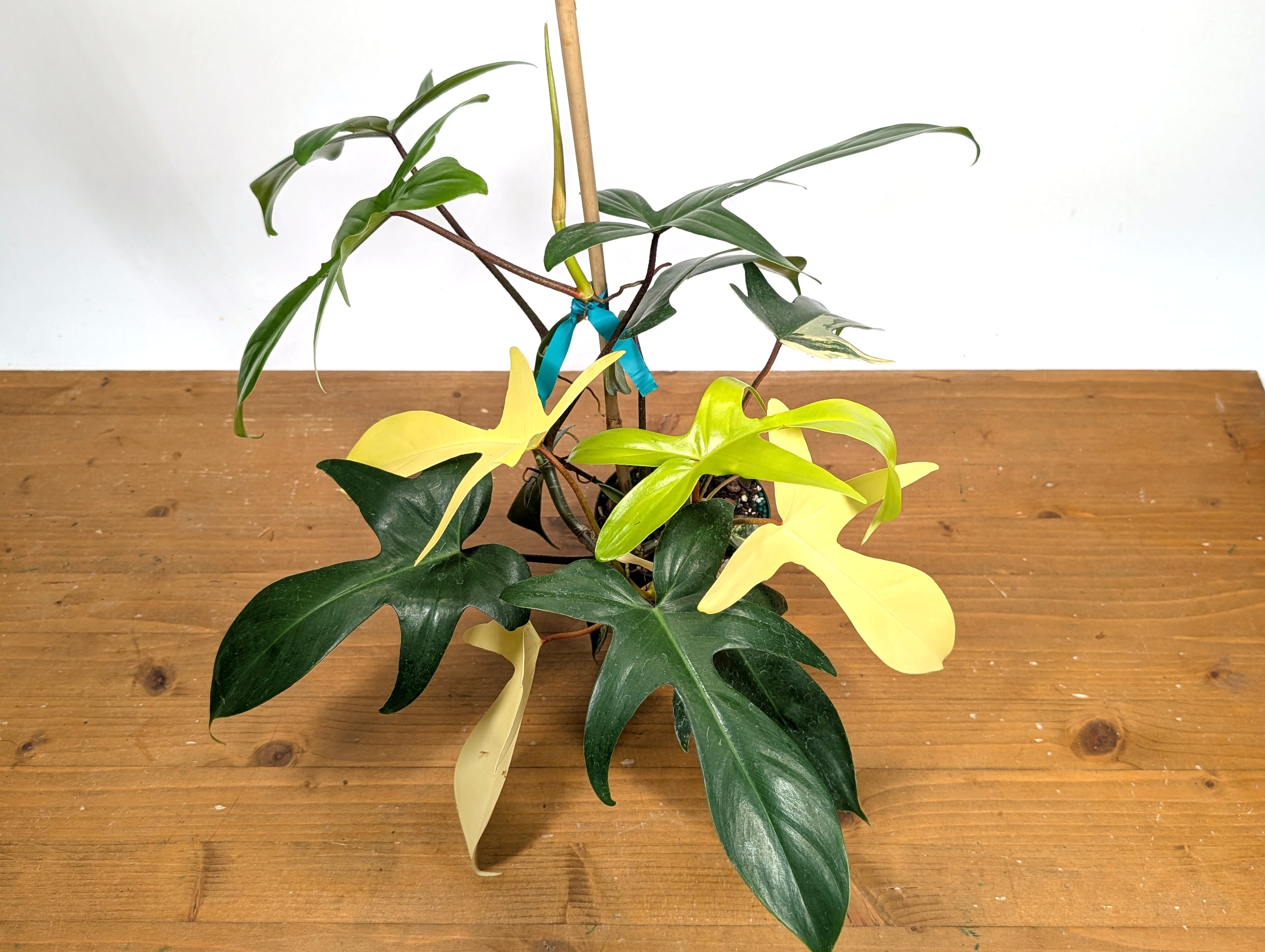 Philodendron Florida Beauty Variegated - Exact Plant Pictured 29G
