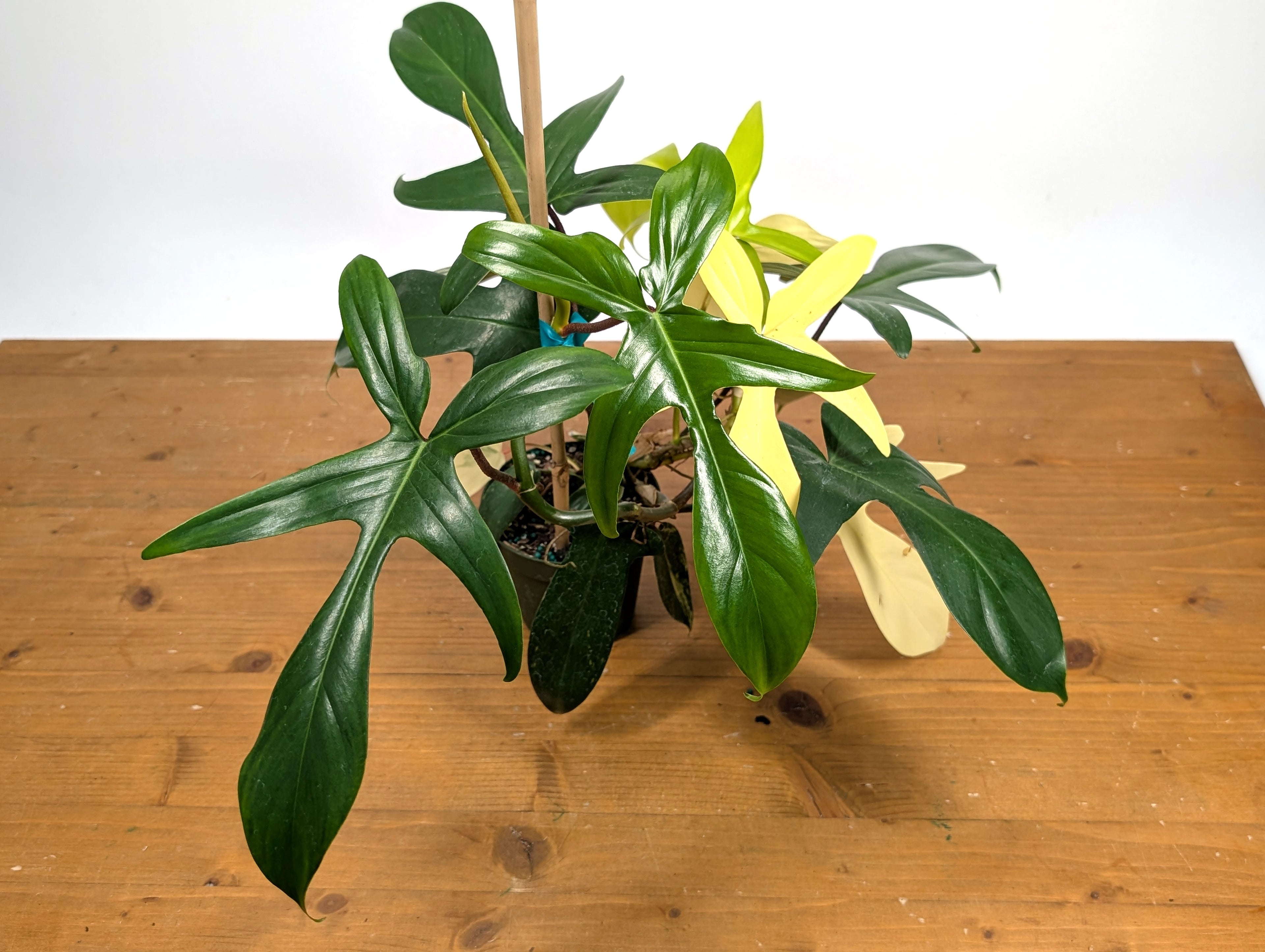 Philodendron Florida Beauty Variegated - Exact Plant Pictured 29G