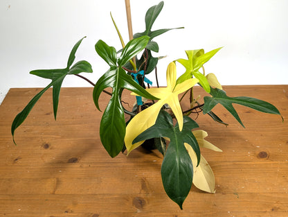 Philodendron Florida Beauty Variegated - Exact Plant Pictured 29G