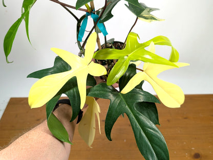 Philodendron Florida Beauty Variegated - Exact Plant Pictured 29G