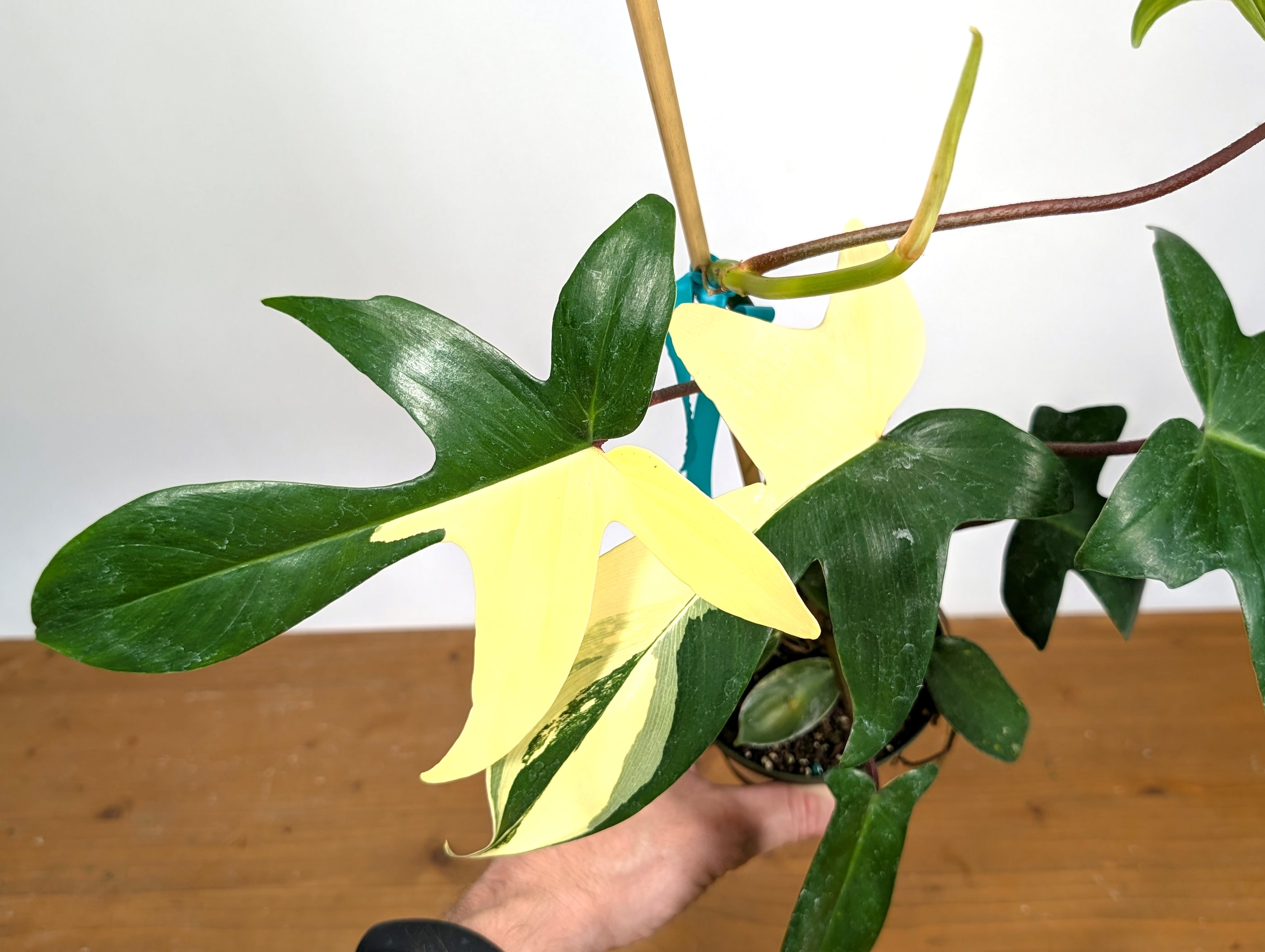 Philodendron Florida Beauty Variegated - Exact Plant Pictured 29H