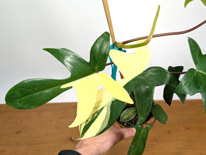 Philodendron Florida Beauty Variegated - Exact Plant Pictured 29H