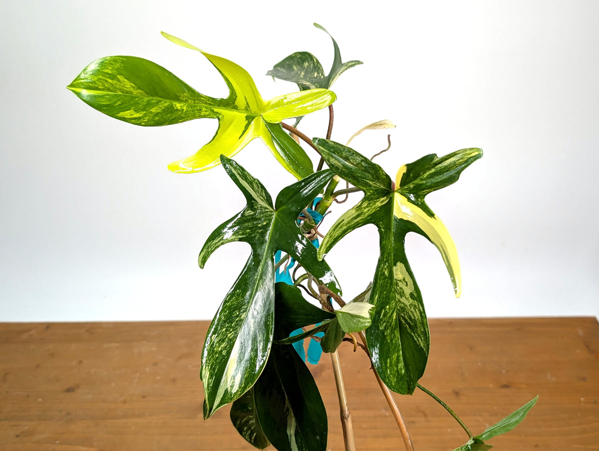 Philodendron Florida Beauty Variegated
