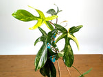 Philodendron Florida Beauty Variegated