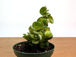 Hoya Mauna Loa