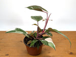 Philodendron Red Anderson