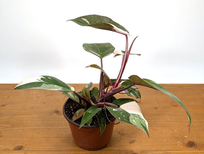 Philodendron Red Anderson