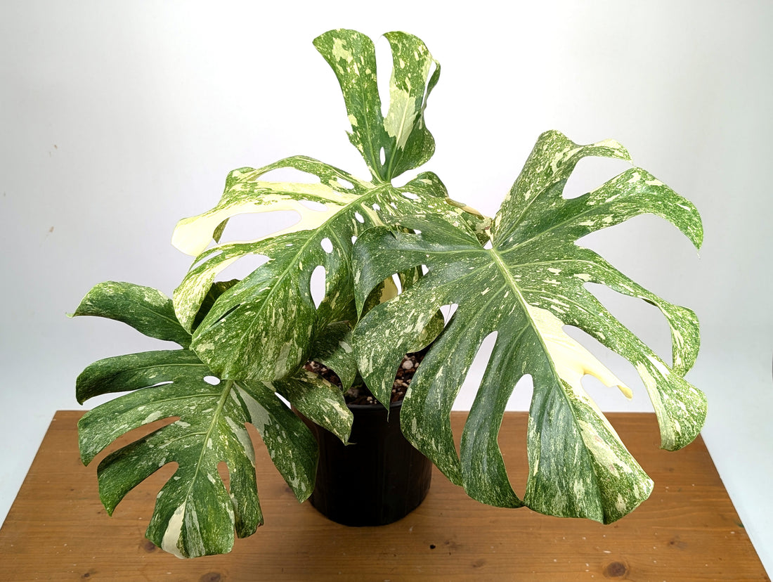 Monstera Thai Constellation &