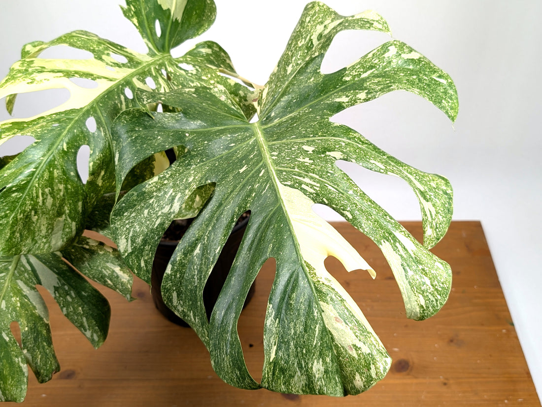 Monstera Thai Constellation &